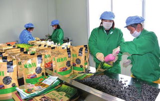 白山 創(chuàng)新創(chuàng)業(yè)風(fēng)鵬正舉，食品互聯(lián)網(wǎng)銷售譜寫新篇章